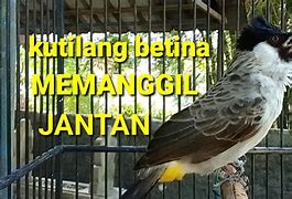 Suara Burung Sogon Betina Memanggil Jantan Mp3